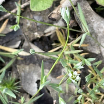 Moenchia erecta (Erect Chickweed) at Pialligo, ACT - 11 Oct 2021 by JaneR