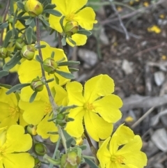 Hibbertia obtusifolia (Grey Guinea-flower) at Campbell, ACT - 11 Oct 2021 by JaneR