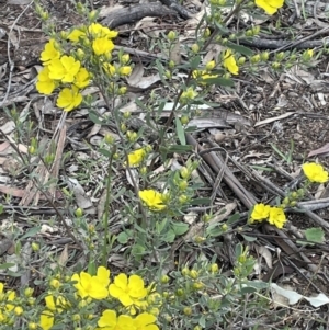 Hibbertia obtusifolia at Campbell, ACT - 11 Oct 2021 04:17 PM