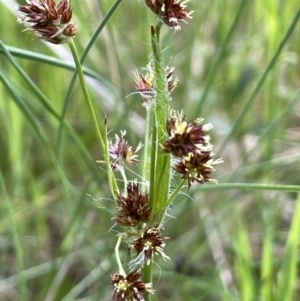 Luzula densiflora at Pialligo, ACT - 11 Oct 2021