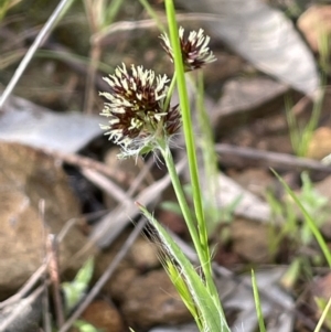 Luzula densiflora at Pialligo, ACT - 11 Oct 2021