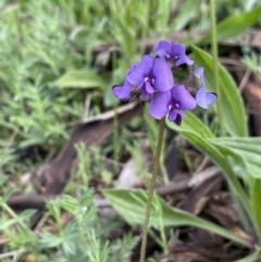 Swainsona behriana (Behr's Swainson-Pea) at Paddys River, ACT - 2 Oct 2021 by JaneR