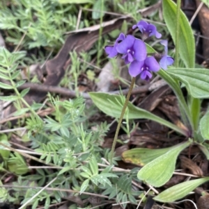 Swainsona behriana at Paddys River, ACT - 2 Oct 2021