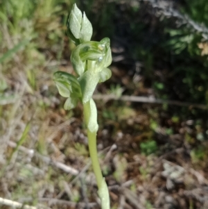 Hymenochilus sp. at Mount Majura - 6 Oct 2021