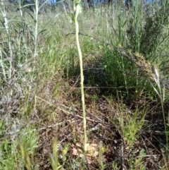 Hymenochilus sp. at Mount Majura - 6 Oct 2021