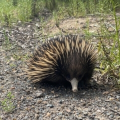 Tachyglossus aculeatus (Short-beaked Echidna) at Pearce, ACT - 11 Oct 2021 by Shazw