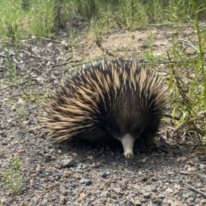 Tachyglossus aculeatus at Pearce, ACT - 11 Oct 2021 03:31 PM