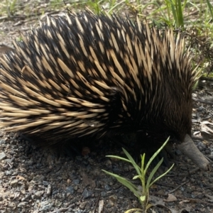 Tachyglossus aculeatus at Pearce, ACT - 11 Oct 2021