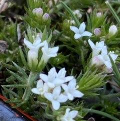 Asperula scoparia (Prickly Woodruff) at Mount Clear, ACT - 9 Oct 2021 by RAllen