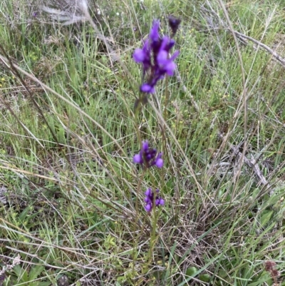 Linaria pelisseriana (Pelisser's Toadflax) at Molonglo Valley, ACT - 11 Oct 2021 by Jenny54