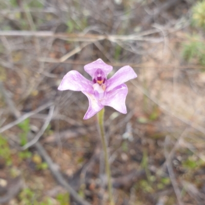 Glossodia major (Wax Lip Orchid) at Stromlo, ACT - 11 Oct 2021 by Rebeccajgee