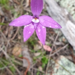 Glossodia major at Stromlo, ACT - suppressed