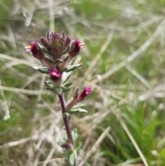 Parentucellia latifolia (Red Bartsia) at Stromlo, ACT - 10 Oct 2021 by mlech