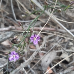 Thysanotus patersonii (Twining Fringe Lily) at Stromlo, ACT - 10 Oct 2021 by mlech