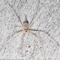 Tamopsis sp. (genus) (Two-tailed spider) at Molonglo Valley, ACT - 11 Oct 2021 by Roger