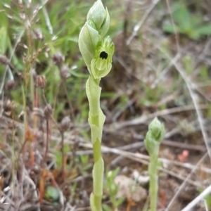 Hymenochilus bicolor at Throsby, ACT - 12 Oct 2021