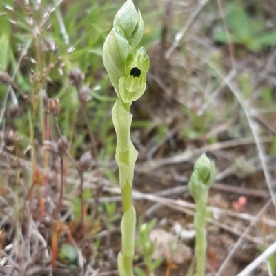 Hymenochilus bicolor (Black-tip Greenhood) at Throsby, ACT - 11 Oct 2021 by mlech