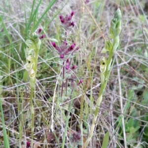 Hymenochilus bicolor (ACT) = Pterostylis bicolor (NSW) at Throsby, ACT - suppressed