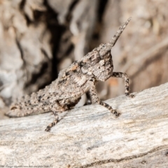 Coryphistes ruricola (Bark-mimicking Grasshopper) at Molonglo Valley, ACT - 11 Oct 2021 by Roger