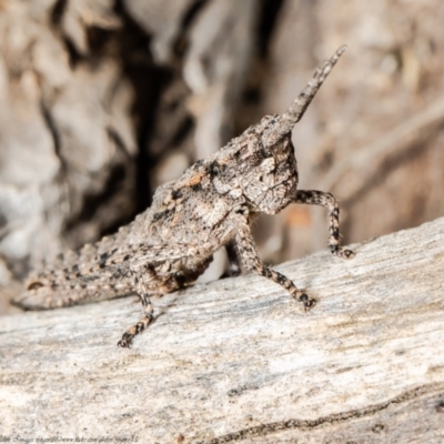 Coryphistes ruricola (Bark-mimicking Grasshopper) at Molonglo Valley, ACT - 11 Oct 2021 by Roger