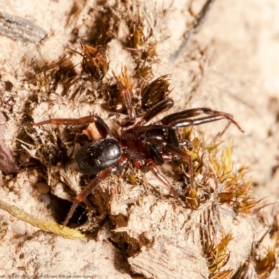Poecilipta sp. (genus) - 1 Jan 1900 by Roger