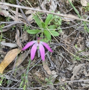 Caladenia sp. at Molonglo Valley, ACT - suppressed