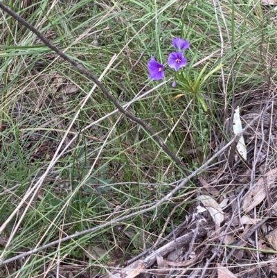 Solanum linearifolium/aviculare (Kangaroo Apple) at Molonglo Valley, ACT - 12 Oct 2021 by Jenny54