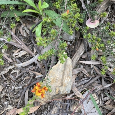 Pultenaea procumbens (Bush Pea) at Molonglo Valley, ACT - 12 Oct 2021 by Jenny54