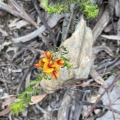 Pultenaea procumbens at Molonglo Valley, ACT - 12 Oct 2021 11:04 AM