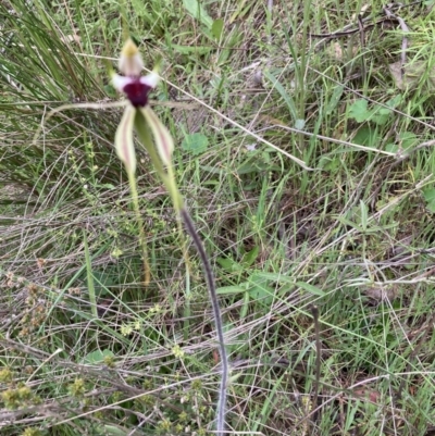 Caladenia atrovespa (Green-comb Spider Orchid) at Molonglo Valley, ACT - 12 Oct 2021 by Jenny54