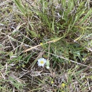 Vittadinia muelleri at Molonglo Valley, ACT - 12 Oct 2021