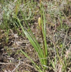 Bulbine bulbosa (Golden Lily) at Tuggeranong Hill - 22 Sep 2021 by michaelb