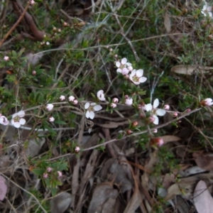 Gaudium multicaule at Queanbeyan West, NSW - 12 Oct 2021