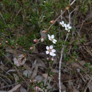 Gaudium multicaule at Queanbeyan West, NSW - 12 Oct 2021