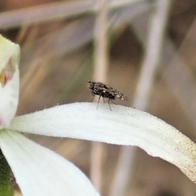 Austrotephritis sp. (genus) (Fruit fly or Seed fly) at Aranda, ACT - 10 Oct 2021 by CathB