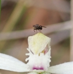 Austrotephritis sp. (genus) at Aranda, ACT - 10 Oct 2021