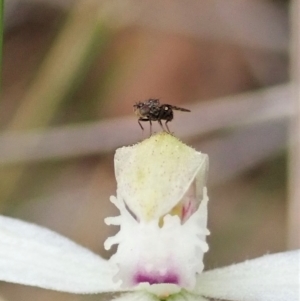 Austrotephritis sp. (genus) at Aranda, ACT - 10 Oct 2021