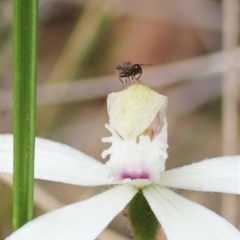 Austrotephritis sp. (genus) at Aranda, ACT - 10 Oct 2021