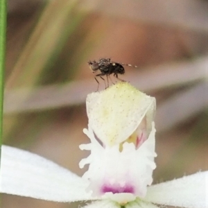 Austrotephritis sp. (genus) at Aranda, ACT - 10 Oct 2021