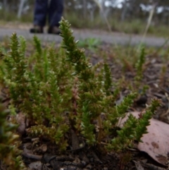 Crassula sieberiana at Queanbeyan West, NSW - 12 Oct 2021