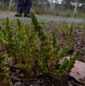 Crassula sieberiana at Queanbeyan West, NSW - 12 Oct 2021