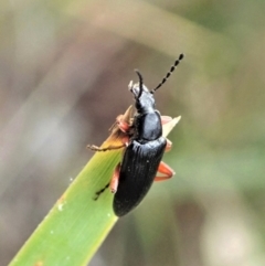 Lepturidea sp. (genus) (Comb-clawed beetle) at Aranda, ACT - 10 Oct 2021 by CathB