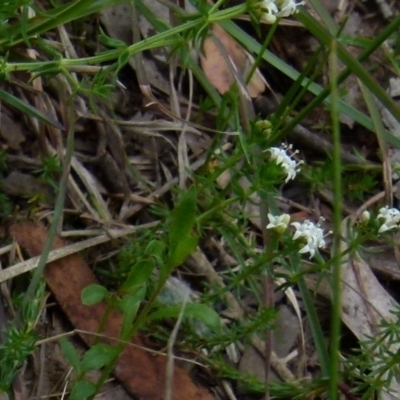 Asperula conferta (Common Woodruff) at Queanbeyan West, NSW - 11 Oct 2021 by Paul4K