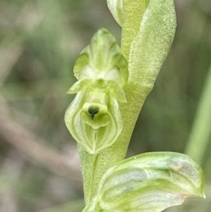 Hymenochilus cycnocephalus at Kambah, ACT - suppressed