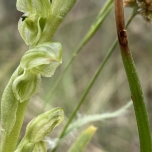 Hymenochilus cycnocephalus at Kambah, ACT - 12 Oct 2021