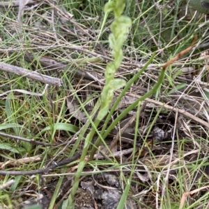 Hymenochilus cycnocephalus at Kambah, ACT - 12 Oct 2021