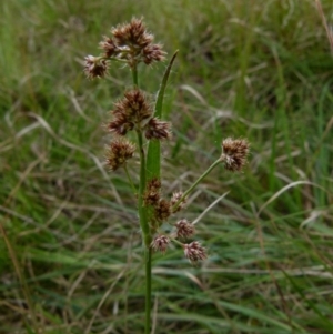 Luzula densiflora at Queanbeyan West, NSW - 12 Oct 2021