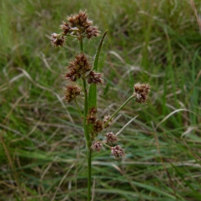 Luzula densiflora (Dense Wood-rush) at Queanbeyan West, NSW - 11 Oct 2021 by Paul4K