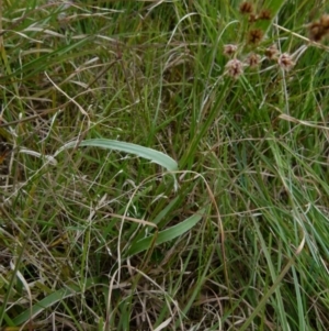 Luzula densiflora at Queanbeyan West, NSW - 12 Oct 2021