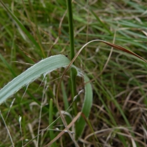 Luzula densiflora at Queanbeyan West, NSW - 12 Oct 2021